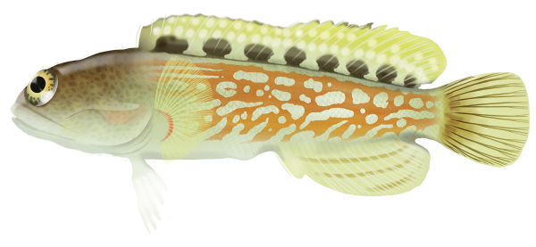 Abrolhos Jawfish - Marinewise