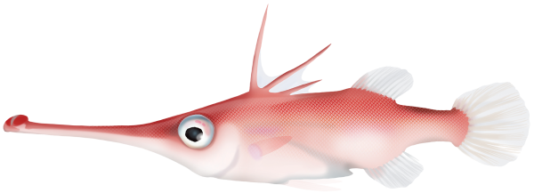 Alcock´s Spikefish - Marinewise