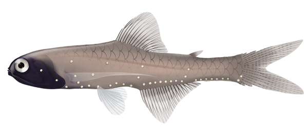 Austral Lanternfish - Marinewise