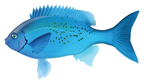 Australian Bluefish - Marinewise