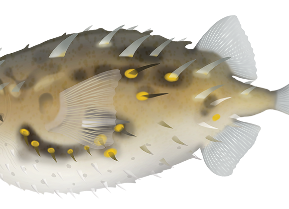 Australian Burrfish - Marinewise