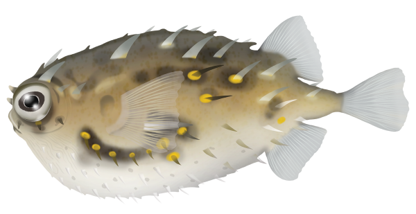 Australian Burrfish - Marinewise