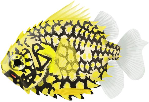 Australian Pineapplefish - Marinewise
