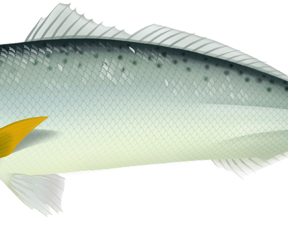 Australian Salmon - Marinewise