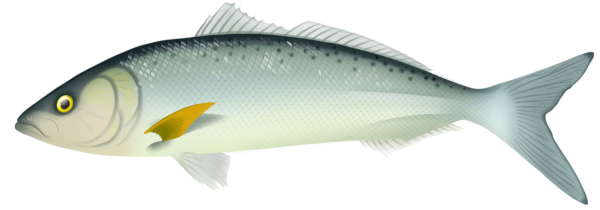 Australian Salmon - Arripis Trutta
