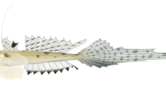 Australian Stinkfish - Marinewise