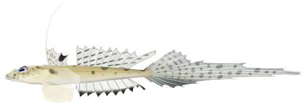 Australian Stinkfish - Marinewise