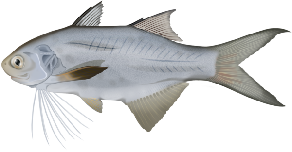Australian Threadfin - Marinewise