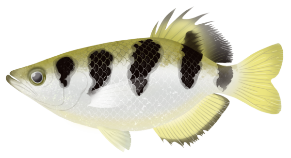 Banded Archerfish - Marinewise
