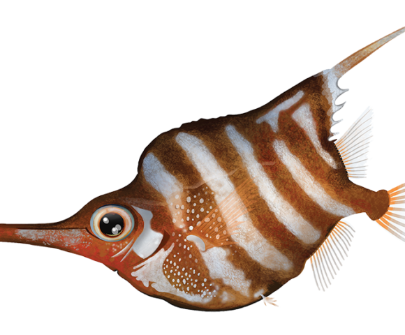 Banded Bellowsfish - Marinewise