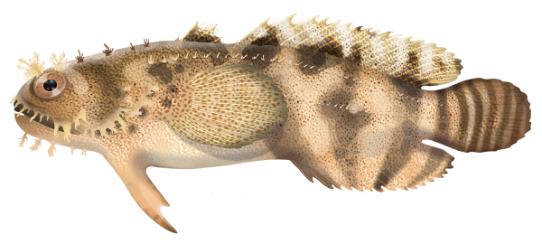 Banded Frogfish - Marinewise