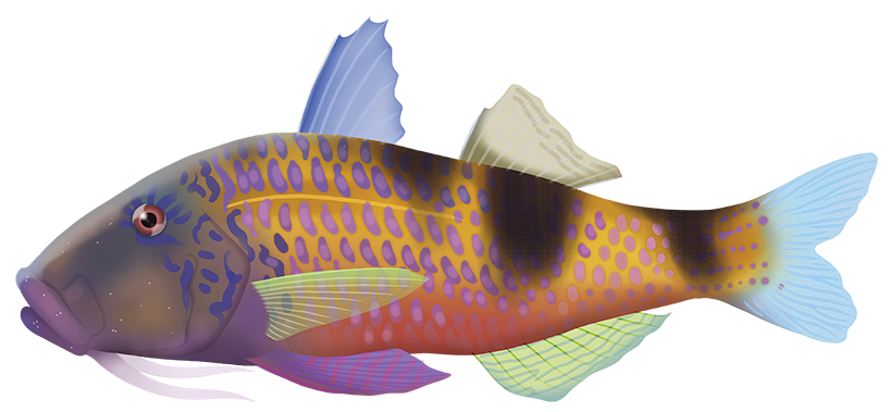 Banded Goatfish - Parupeneus Multifasciatus | Marinewise