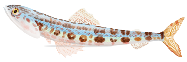 Banded Lizardfish - Marinewise