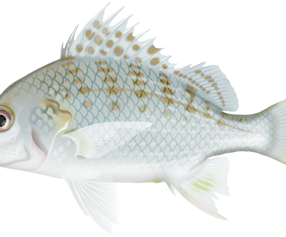 Barred Javelinfish - Marinewise