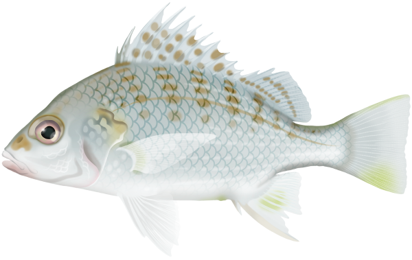 Barred Javelinfish - Marinewise