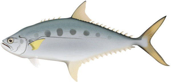 Barred Queenfish - Marinewise