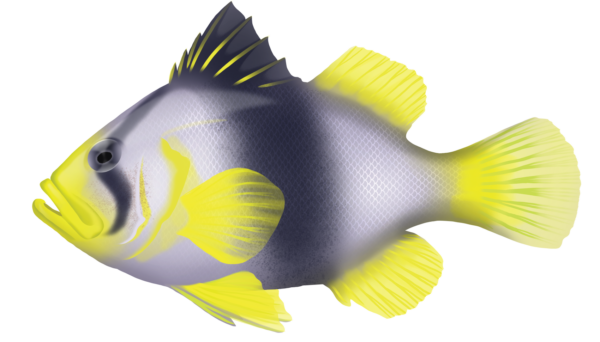 Barred Soapfish - Marinewise