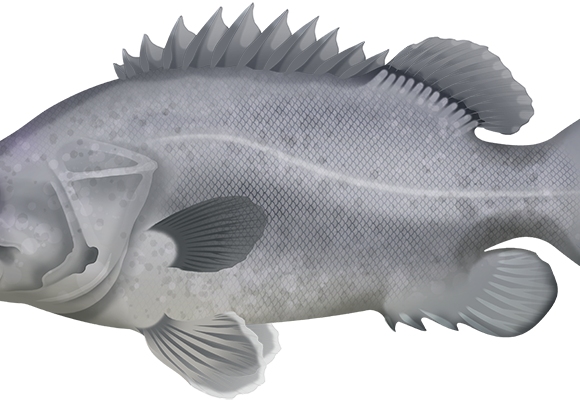 Bass Grouper - Marinewise