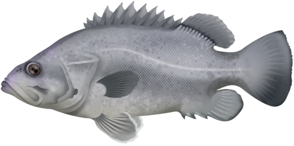 Bass Grouper - Marinewise