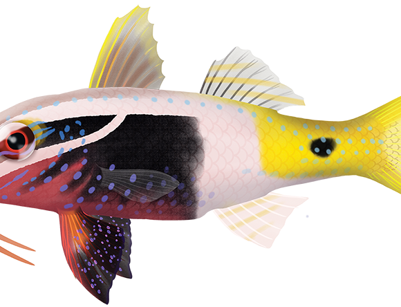 Bicolor Goatfish - Marinewise