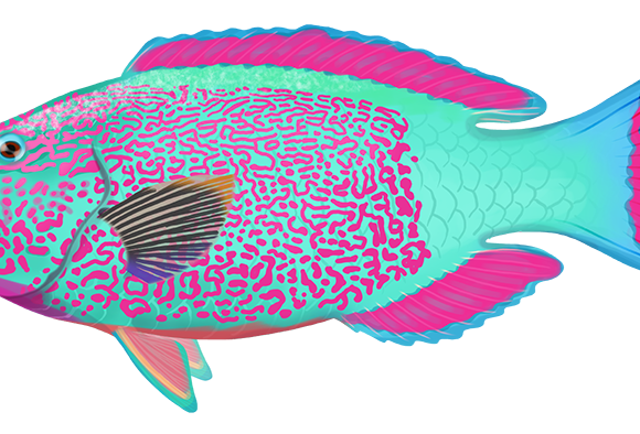 Bicolor Parrotfish - Marinewise