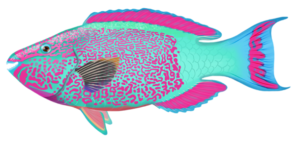 Bicolor Parrotfish - Marinewise