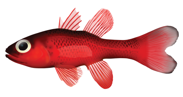 Big Red Cardinalfish - Marinewise