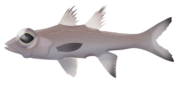 Bigeye Deepsea Cardinalfish - Marinewise