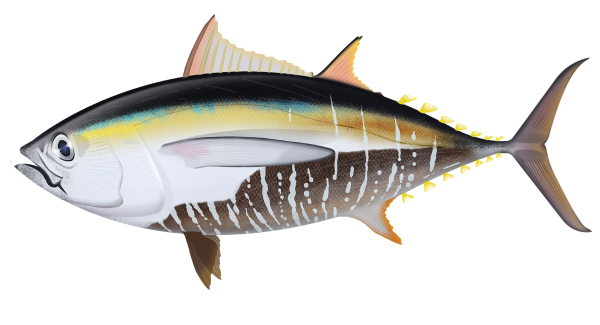 Bigeye Tuna - Marinewise