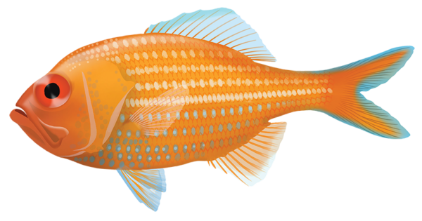 Bight Redfish - Marinewise