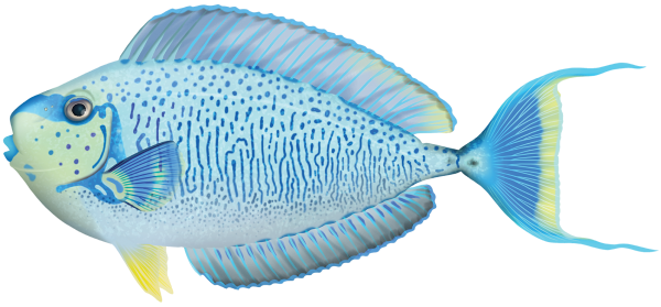 Bignose Unicornfish - Marinewise
