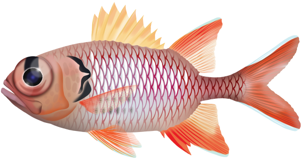 Bigscale Soldierfish - Marinewise