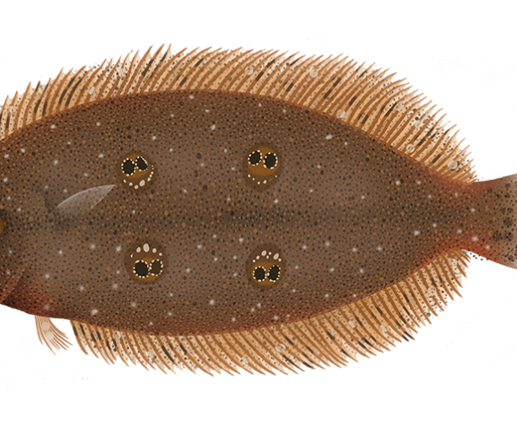 Bigtooth Twinspot Flounder - Marinewise
