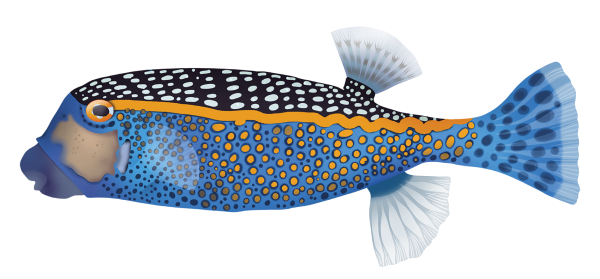 Black Boxfish - Marinewise