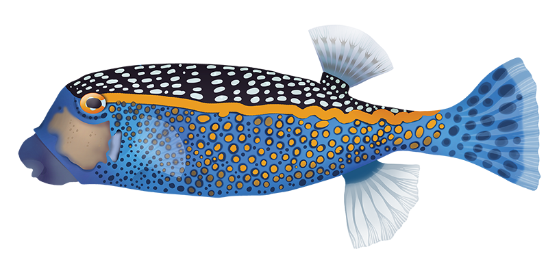 Black Boxfish - Ostracion Meleagris | Marinewise