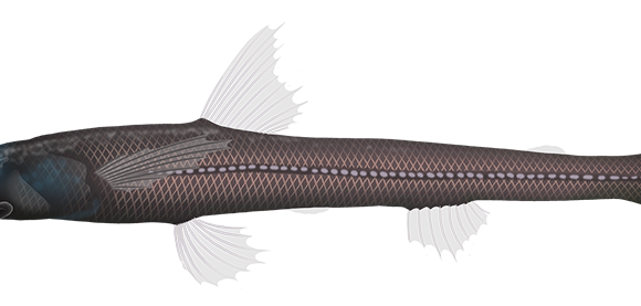 Black Deepsea Lizardfish - Marinewise