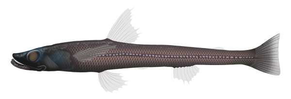 Black Deepsea Lizardfish - Marinewise