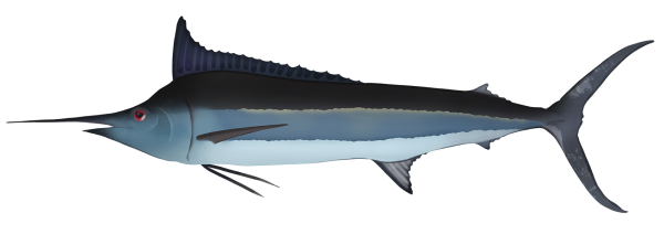 Black Marlin - Marinewise