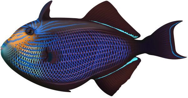 Black Triggerfish - Marinewise