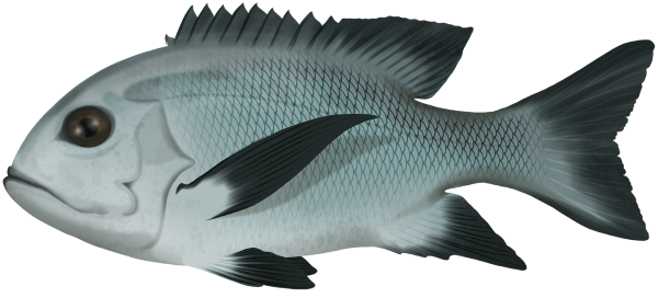 Black-and-White Snapper - Marinewise