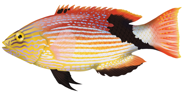 Blackfin Pigfish - Marinewise