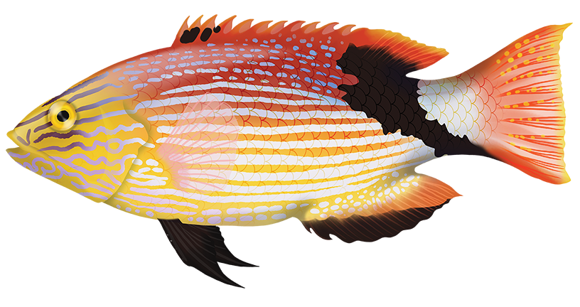 Blackfin Pigfish - Bodianus Loxozonus | Marinewise
