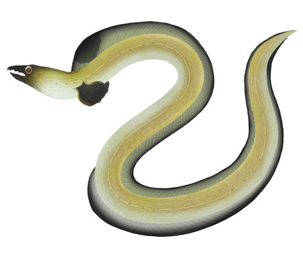 Blackfin Snake Eel - Marinewise