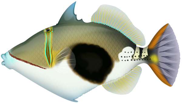 Blackpatch Triggerfish - Marinewise