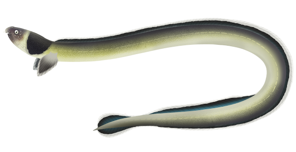 Blacksaddle Snake Eel - Marinewise