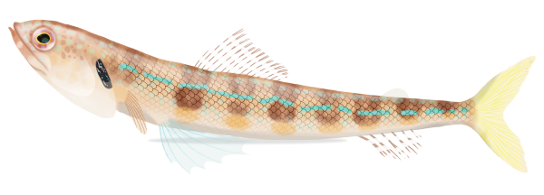 Blackshoulder Lizardfish - Marinewise