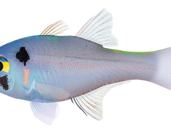 Blackspot Cardinalfish - Marinewise