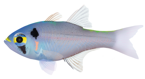 Blackspot Cardinalfish - Marinewise