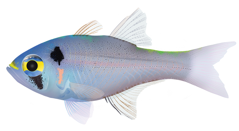 Blackspot Cardinalfish - Archamia Melasma | Marinewise