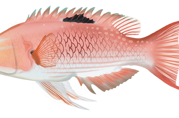 Blackspot Pigfish - Marinewise
